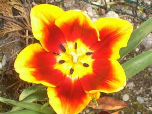 Voir le détail de cette oeuvre: tulipe